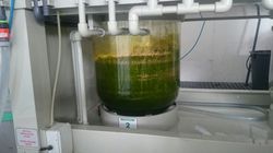 Aqua regia gold refining plants with rotating basket